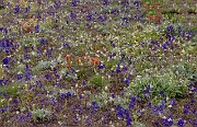 Wild Garden 19-4854-7